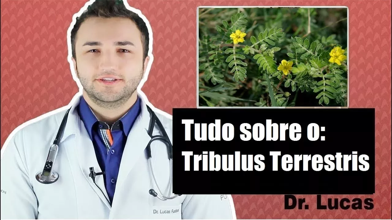 Imagem video aula doutor lucas fustinoni cuidados com cabelo tribulus terrestris funciona causa queda de cabelo dr.webp