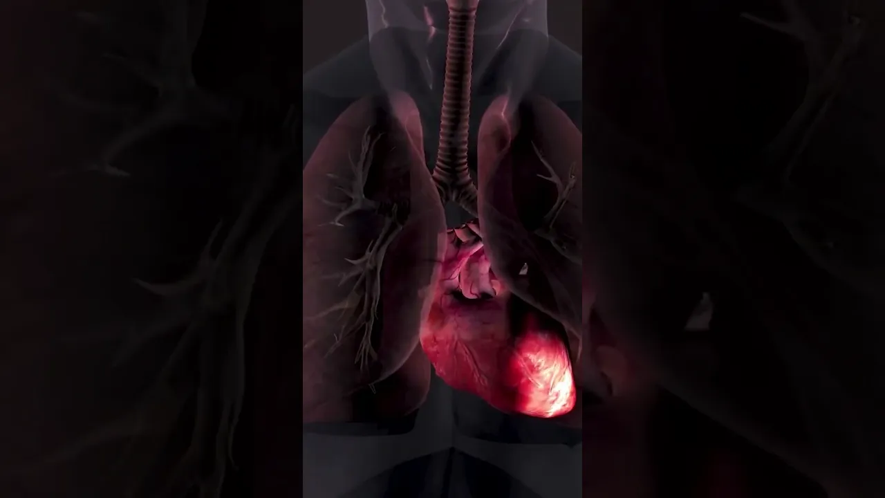 Imagem video aula doutora angela xavier saude tratamentos descubra a semente poderosa rica em omega 6 e omega 9.webp